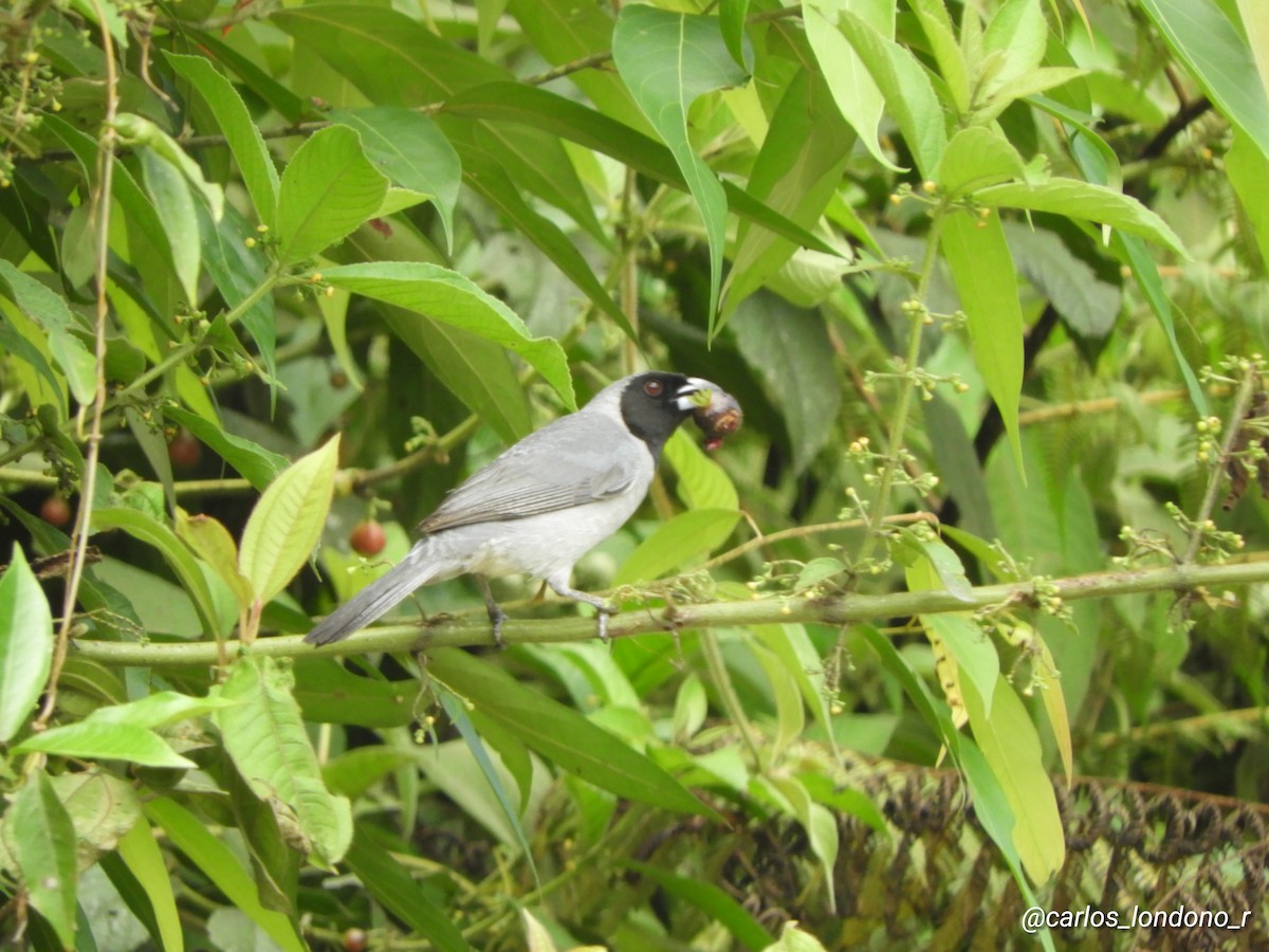 Black-faced Tanager - Carlos Londoño