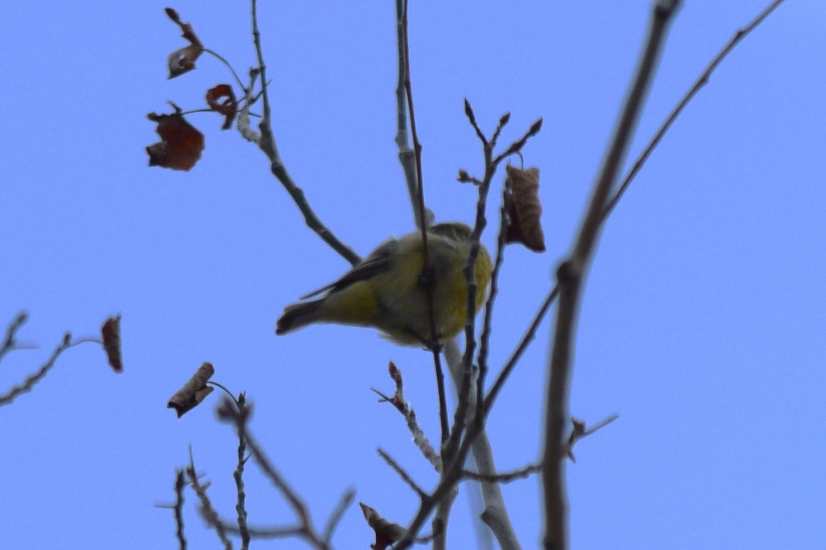 Lesser Goldfinch - ML618567579