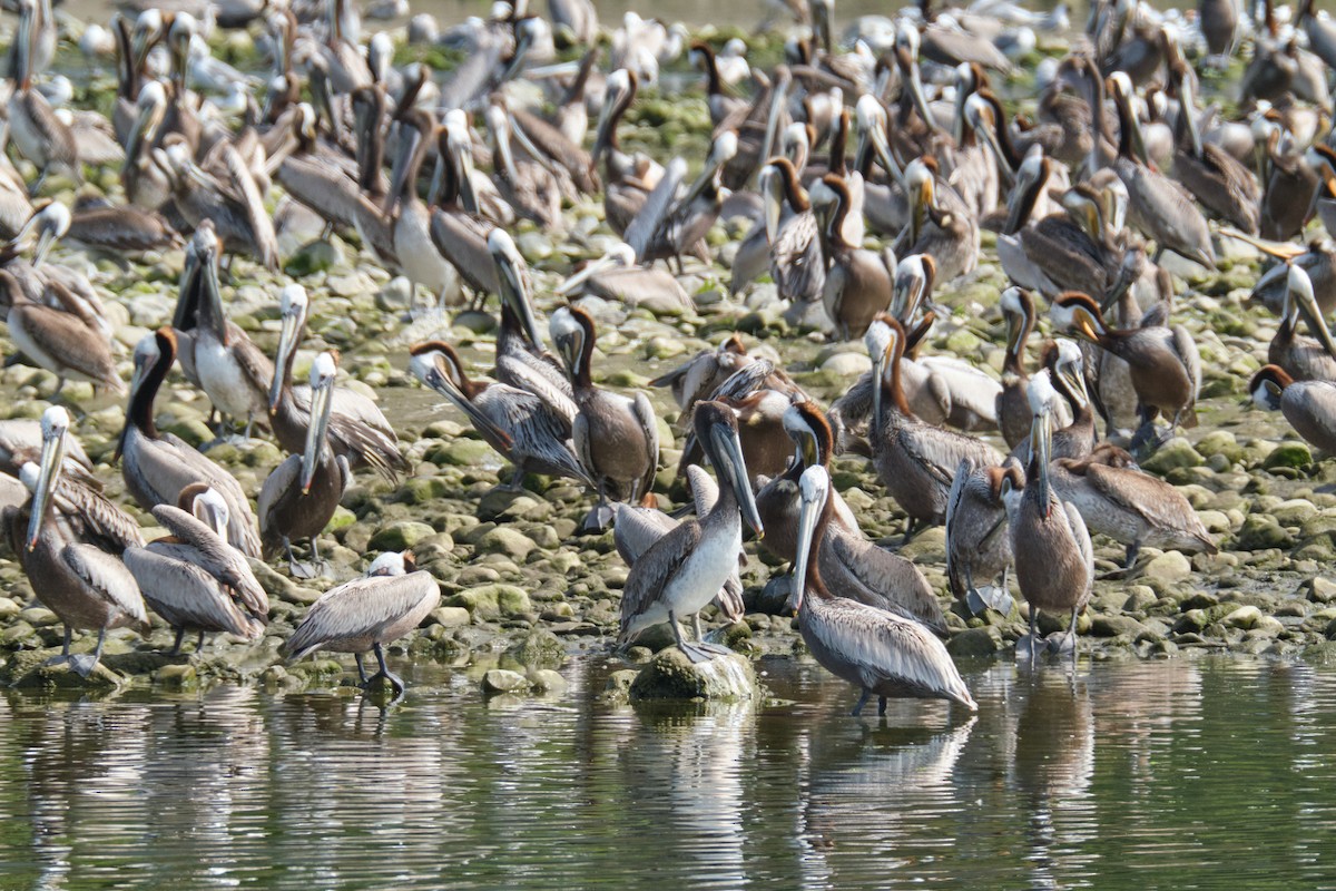 Brown Pelican - Guillaume Stordeur