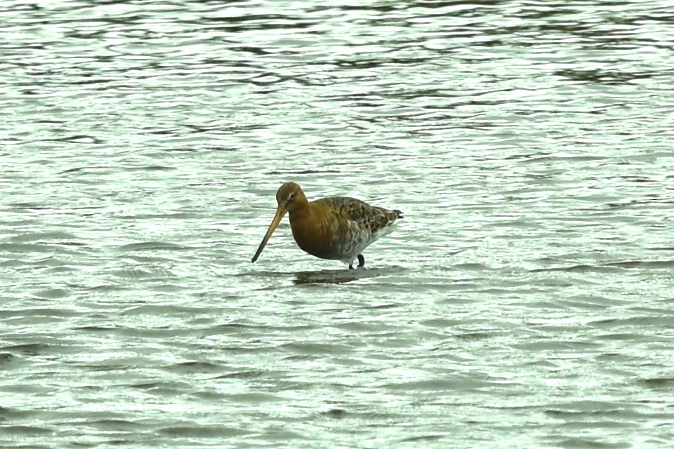 Black-tailed Godwit - ML618567691