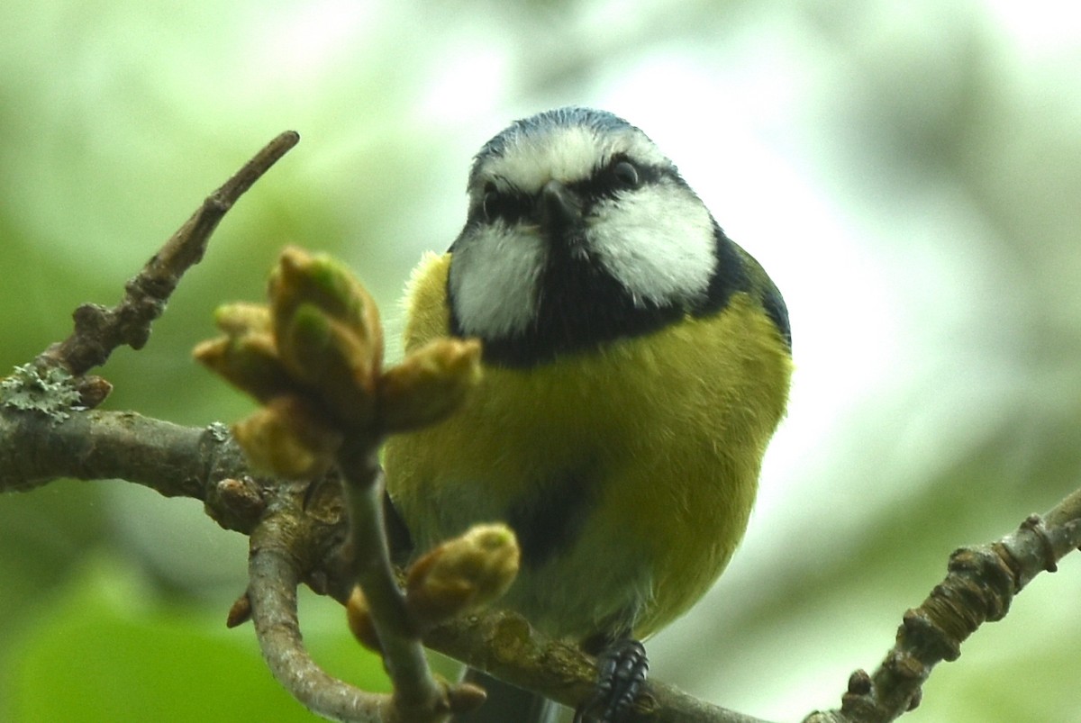 Eurasian Blue Tit - ML618567711