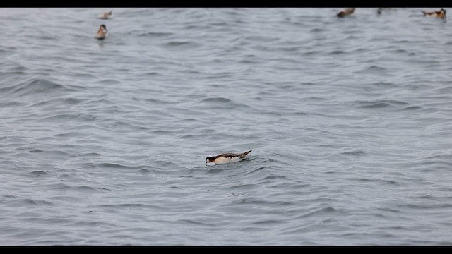 Wilson's Phalarope - ML618567715