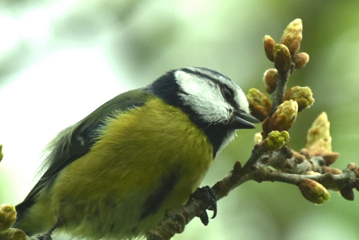 Eurasian Blue Tit - ML618567716