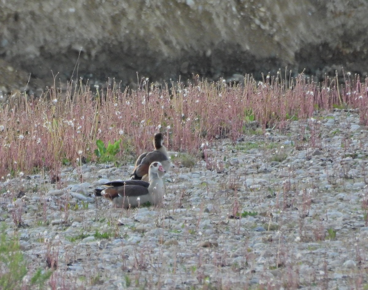 Nilgans - ML618567729