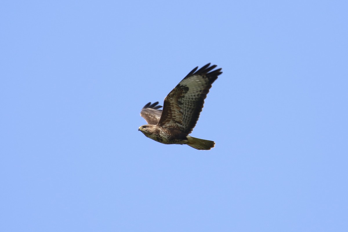 Common Buzzard - ML618567761