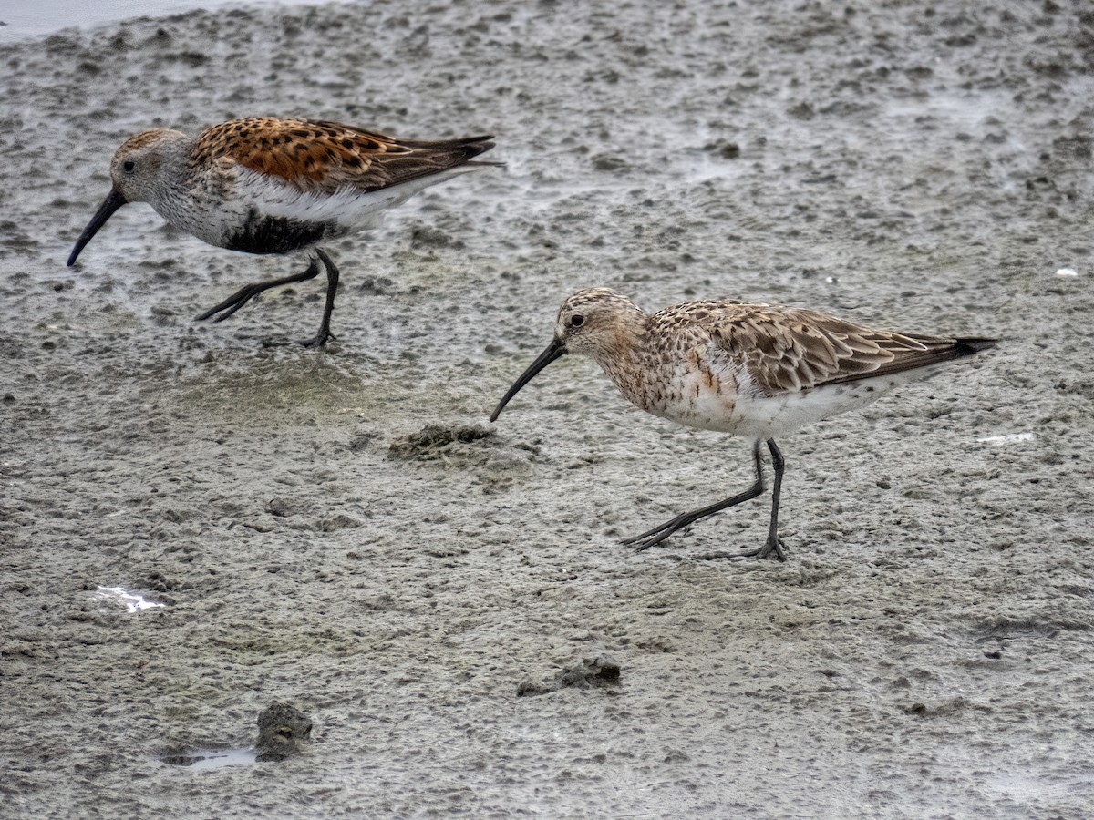 Curlew Sandpiper - ML618567782