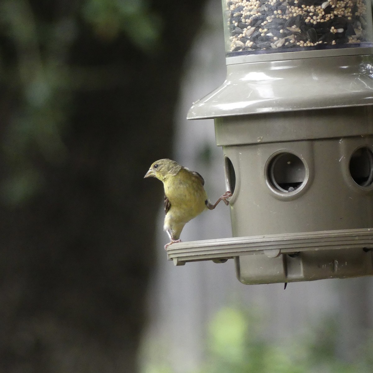 Lesser Goldfinch - ML618567810