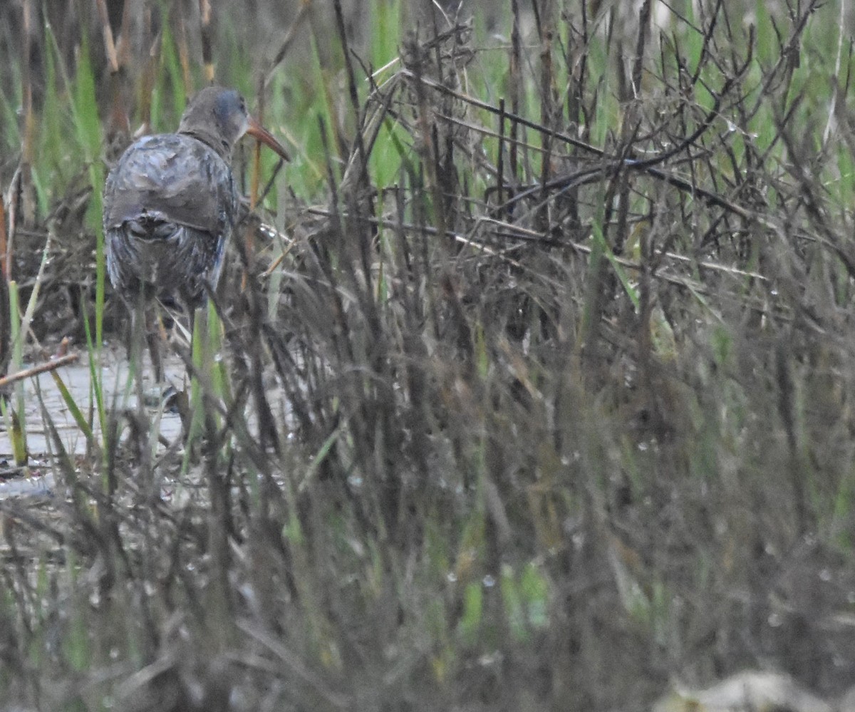 Clapper Rail - ML618567821