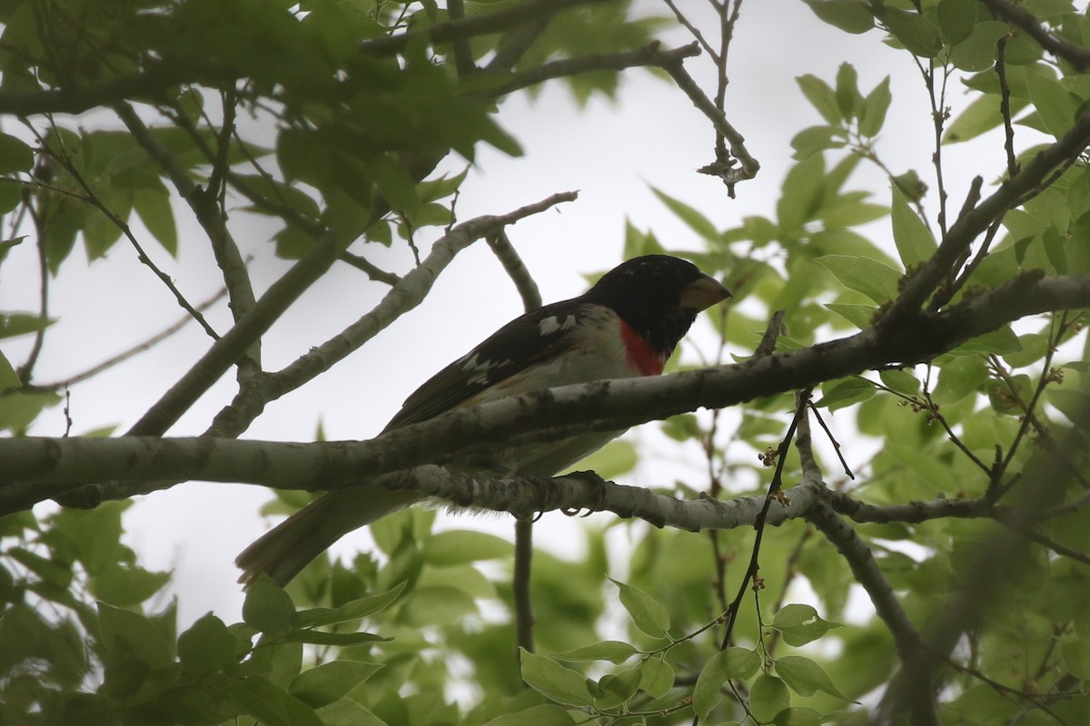 Rose-breasted Grosbeak - ML618567861