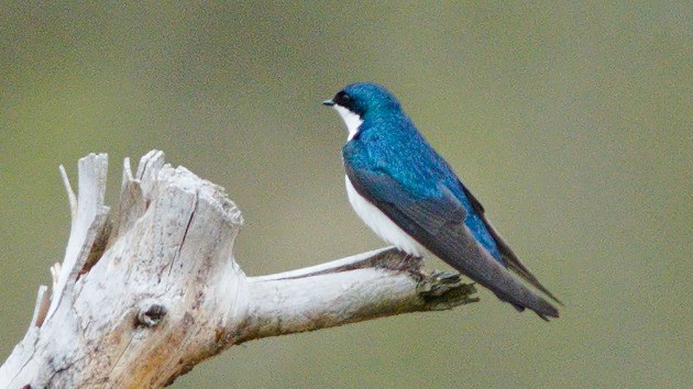 Tree Swallow - Galya Dokshina