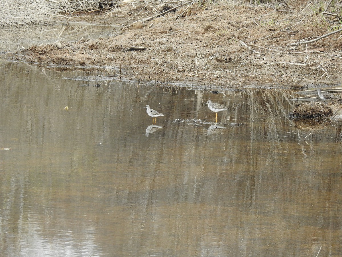 Lesser Yellowlegs - ML618567901