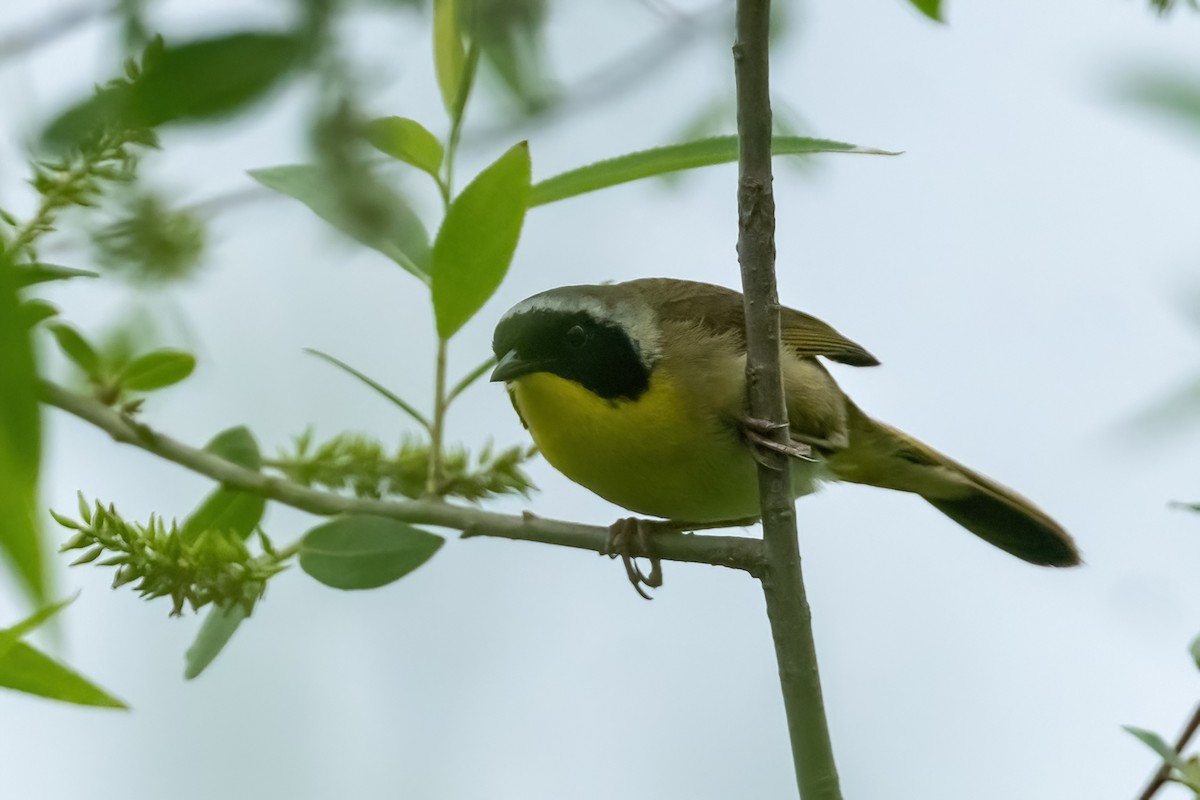 Common Yellowthroat - William Goode, Jr.