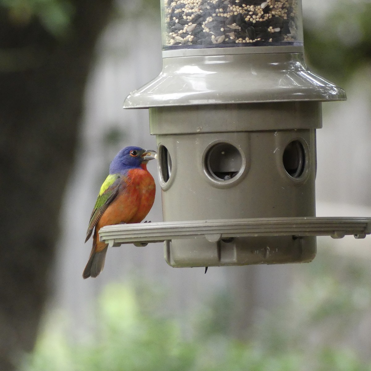 Painted Bunting - ML618567921