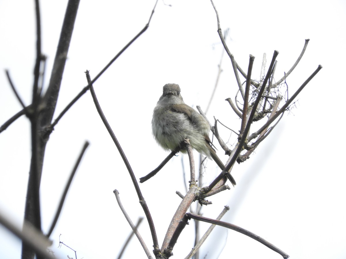 Dusky Flycatcher - ML618567942