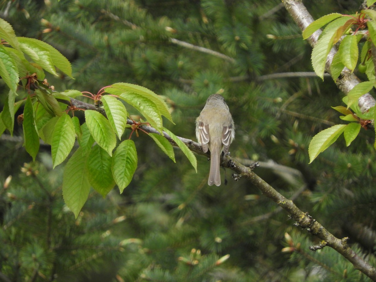 Dusky Flycatcher - ML618567943