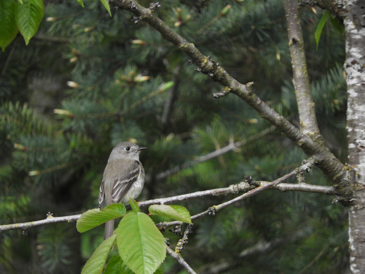 Dusky Flycatcher - ML618567944