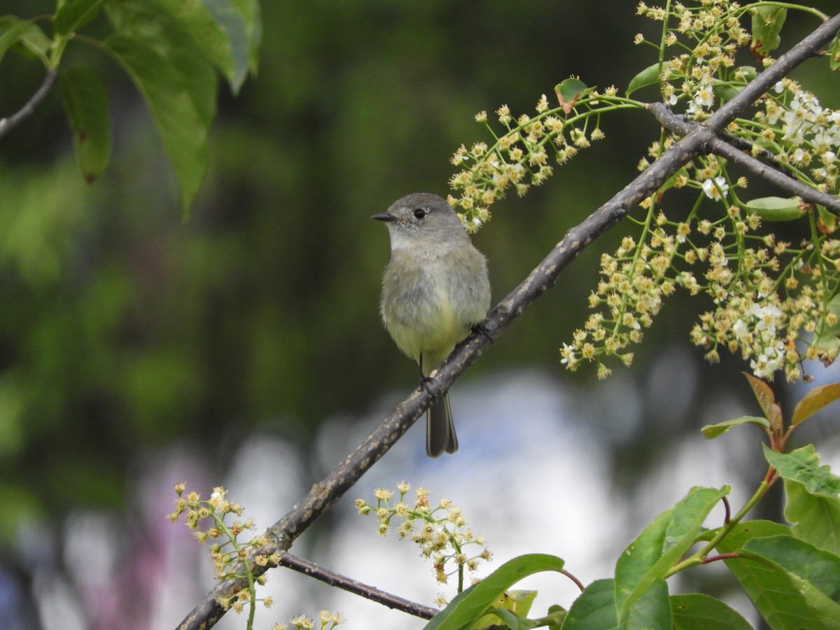 Dusky Flycatcher - ML618567946