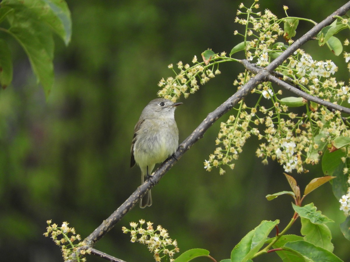 Dusky Flycatcher - ML618567947