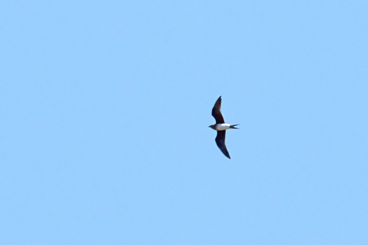 Collared Pratincole - Tomáš Grim