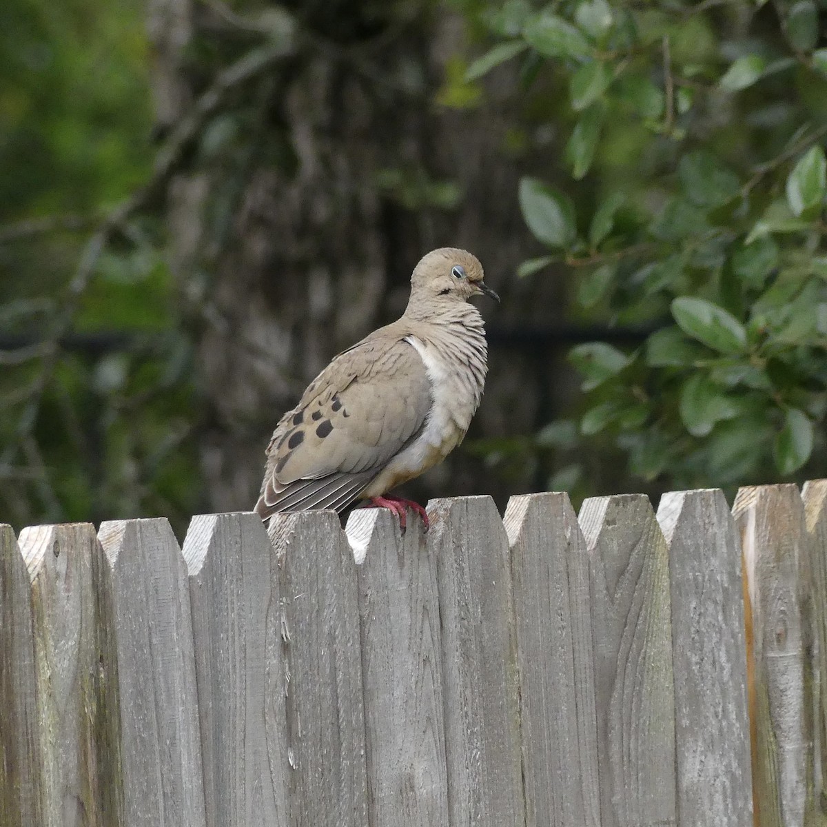 Mourning Dove - ML618567965