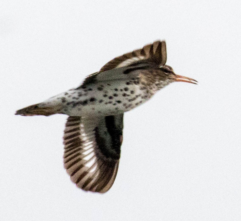Spotted Sandpiper - Elle McGee