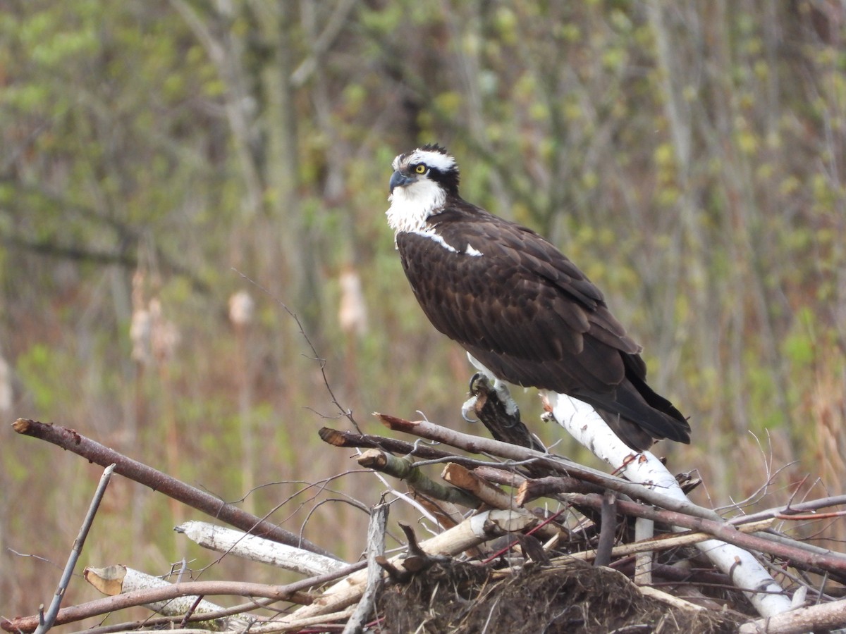 Osprey - Marc Roy