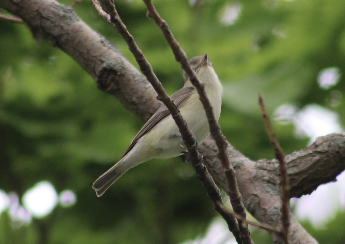 Warbling Vireo - kim nordquest