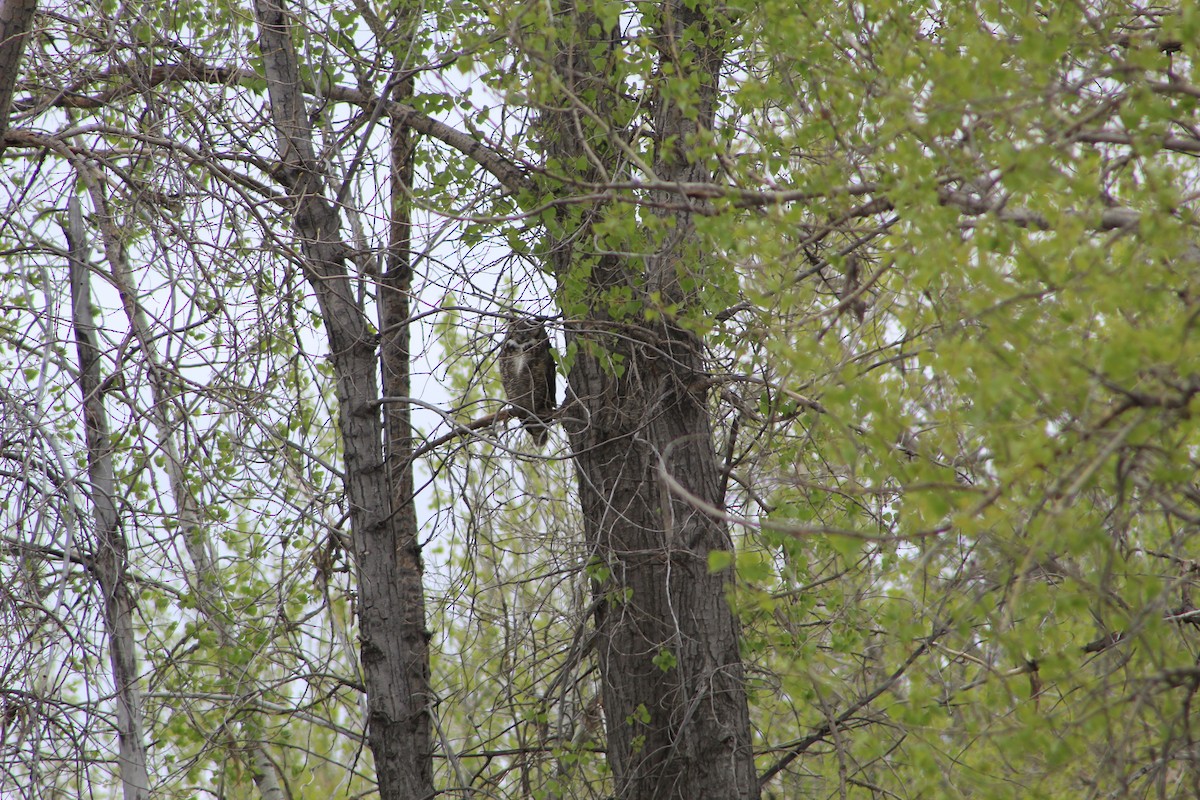 Great Horned Owl - Rachael Falgout