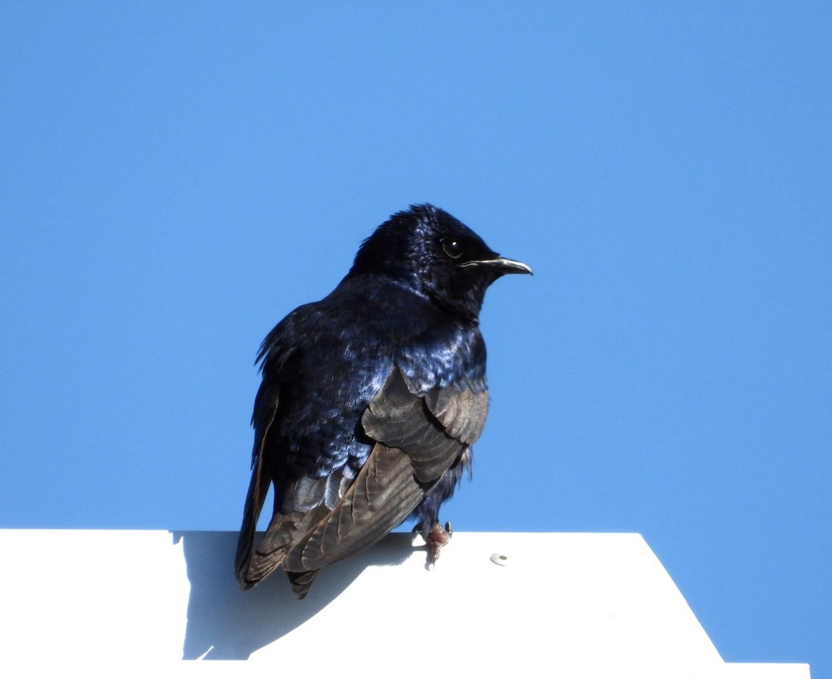 Purple Martin - Terry Ansel