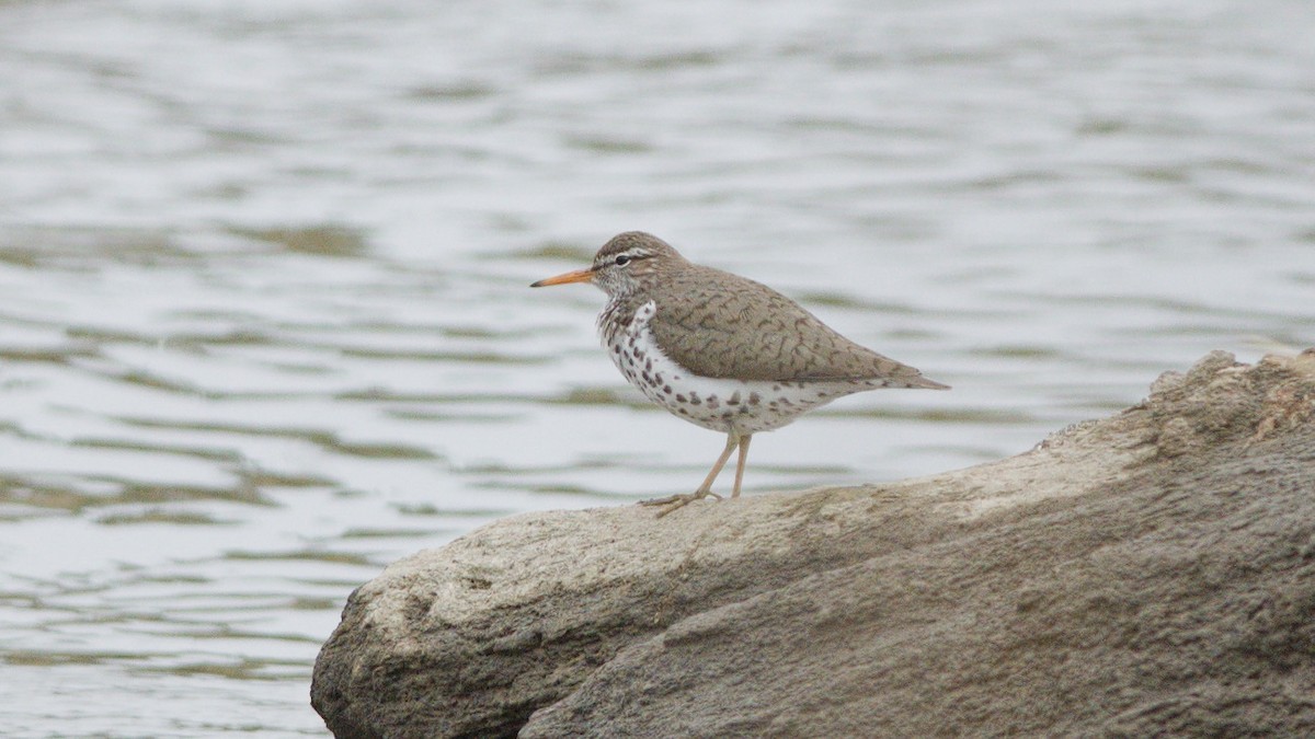 Spotted Sandpiper - Galya Dokshina