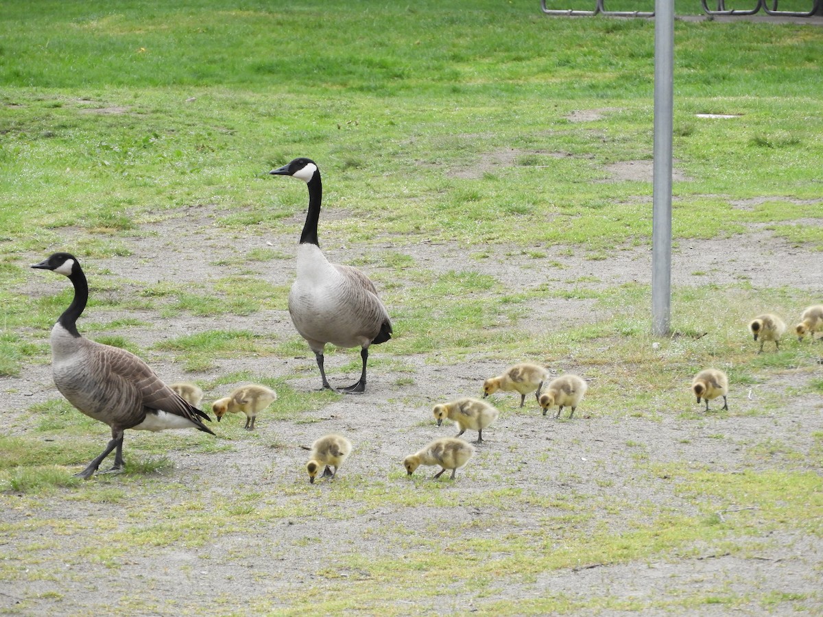 Canada Goose - ML618568073