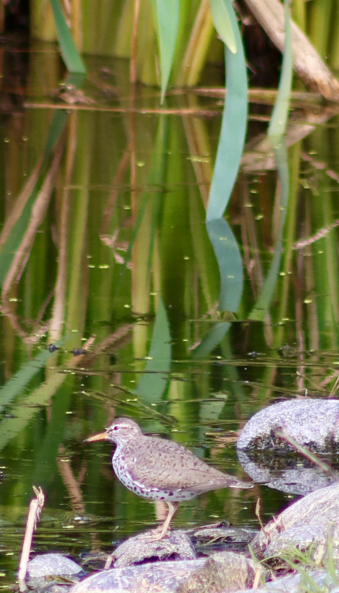 Spotted Sandpiper - Keith Larson