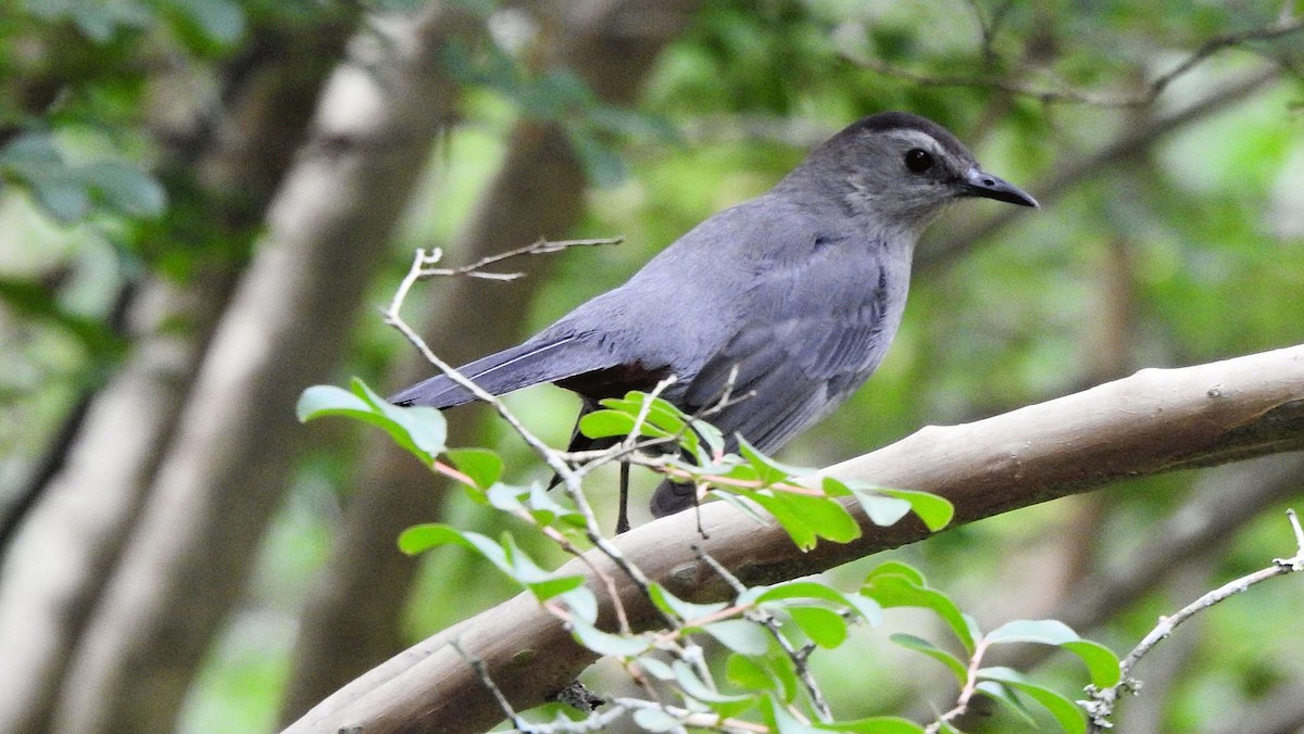 Gray Catbird - Gary Hunter