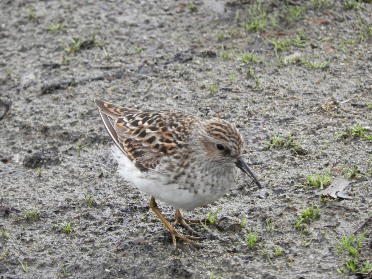 Least Sandpiper - ML618568110