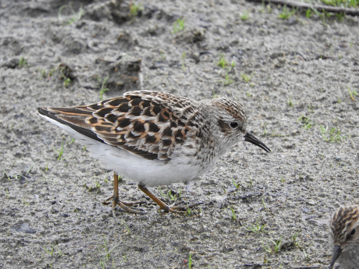 Least Sandpiper - ML618568112