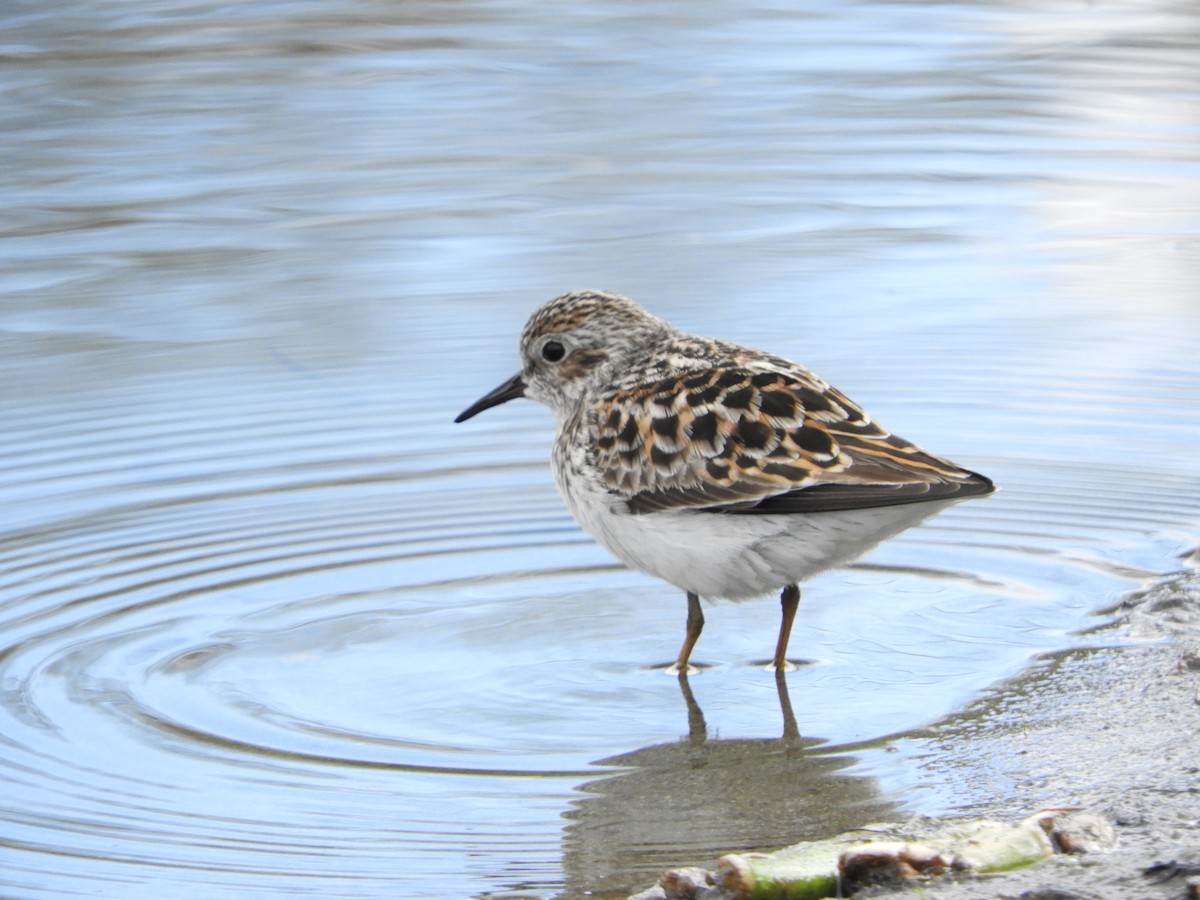 Least Sandpiper - ML618568114