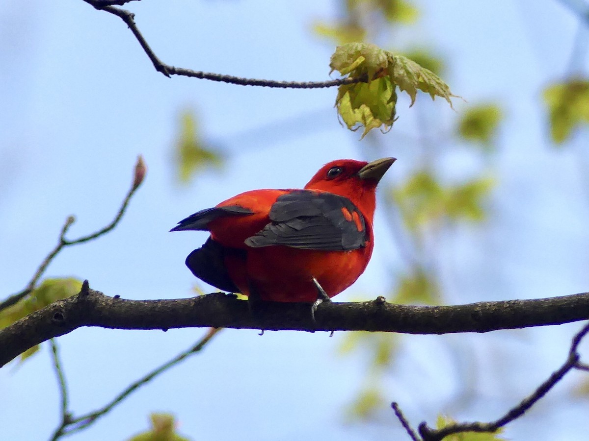 Scarlet Tanager - Suzanne Cholette