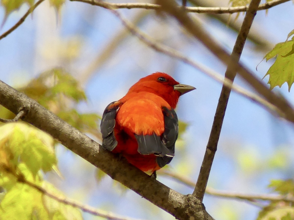 Scarlet Tanager - Suzanne Cholette