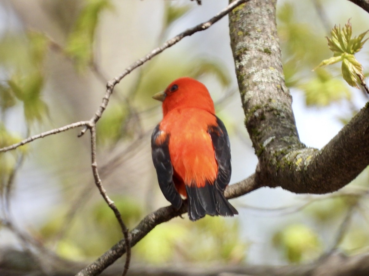 Scarlet Tanager - dominic chartier🦤
