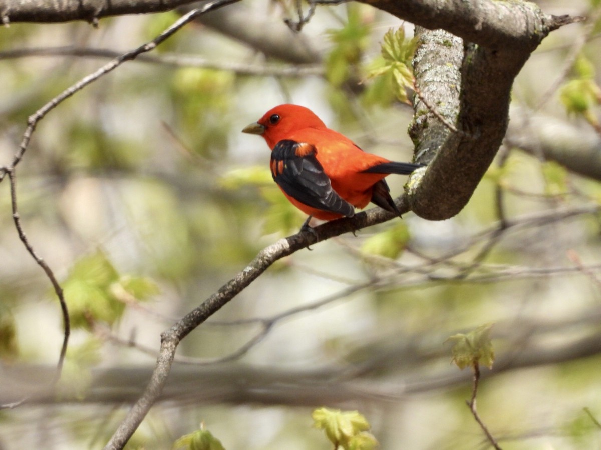 Scarlet Tanager - dominic chartier🦤