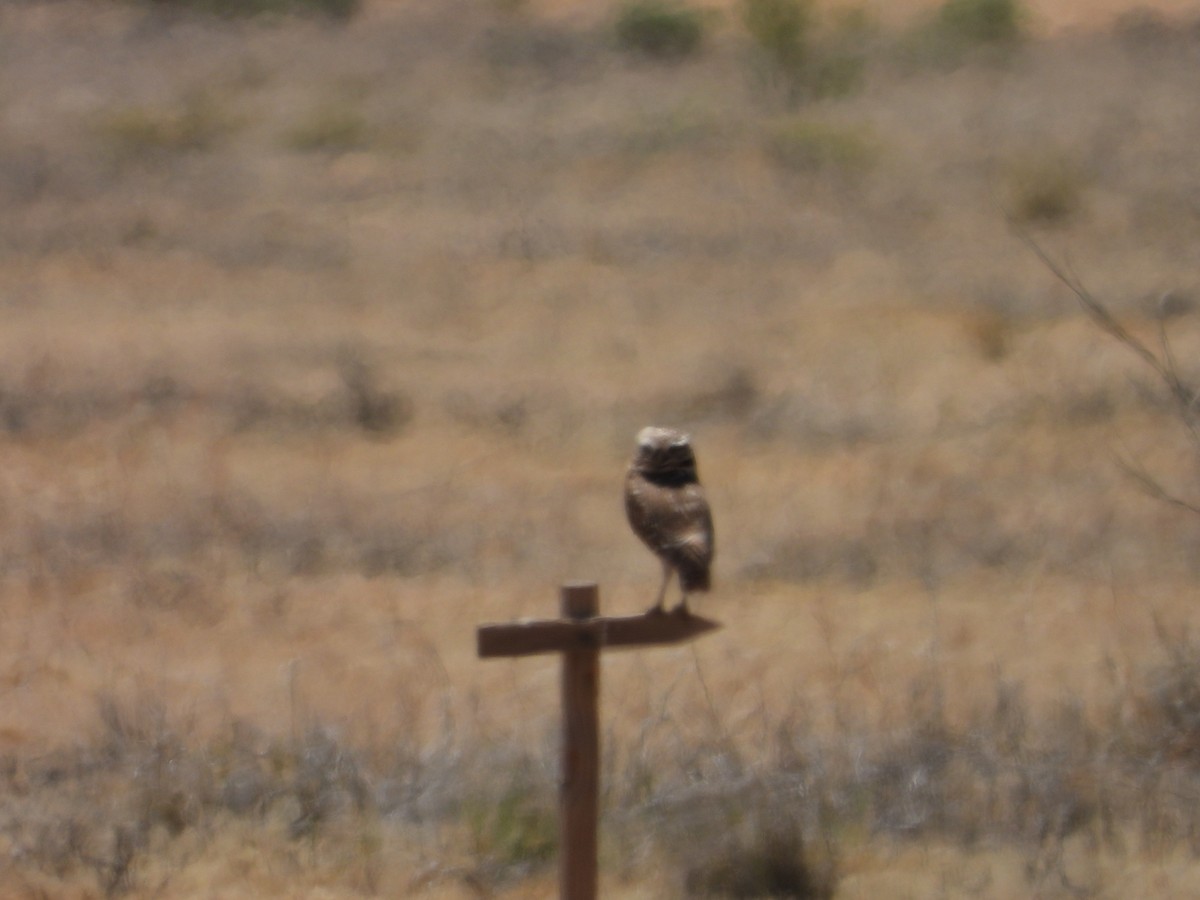 Burrowing Owl - John Amoroso