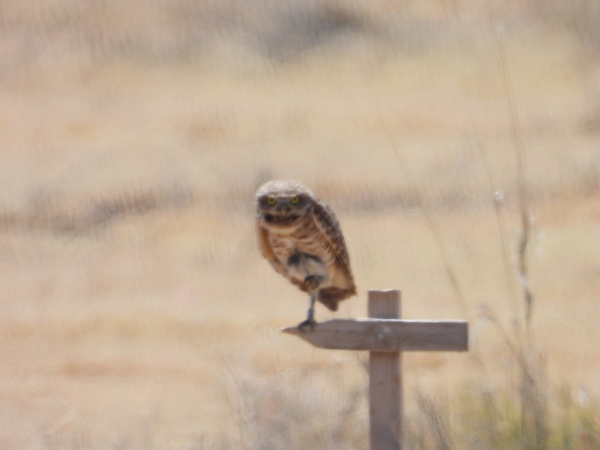 Burrowing Owl - John Amoroso