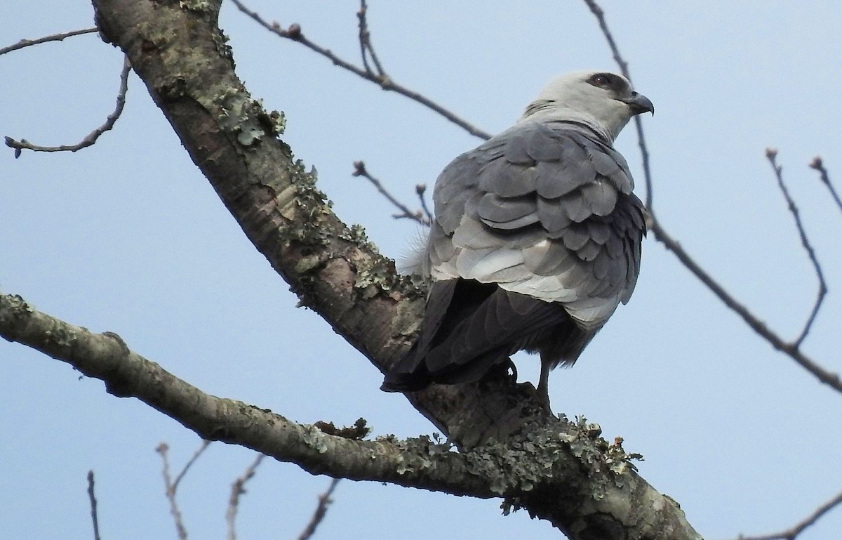 Mississippi Kite - Gary Hunter