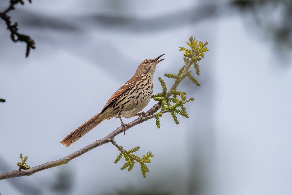 Brown Thrasher - Matt Saunders