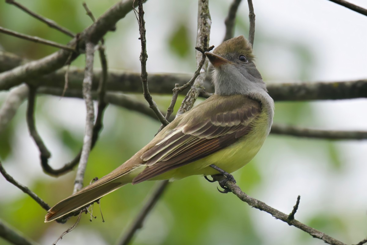 Great Crested Flycatcher - Steve Luke