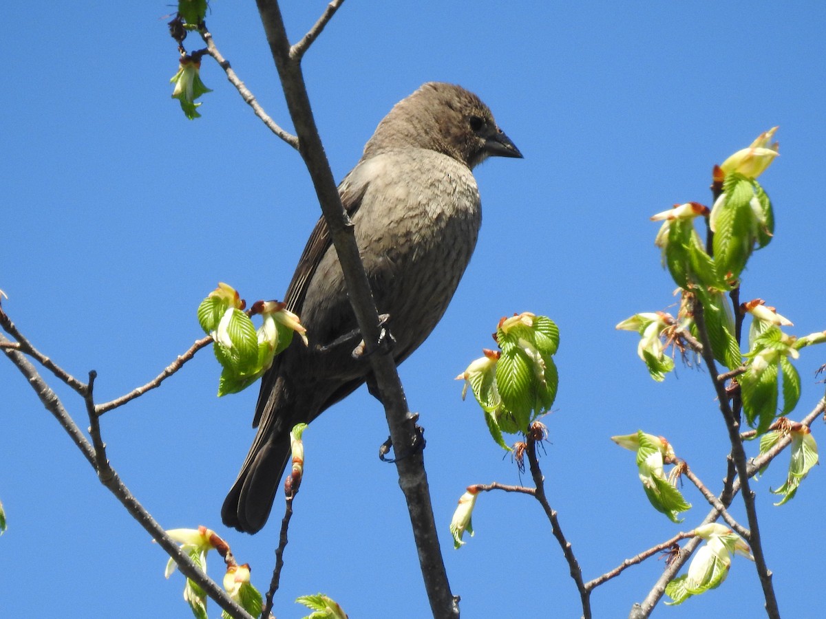 Brown-headed Cowbird - Jean-Serge Vincent