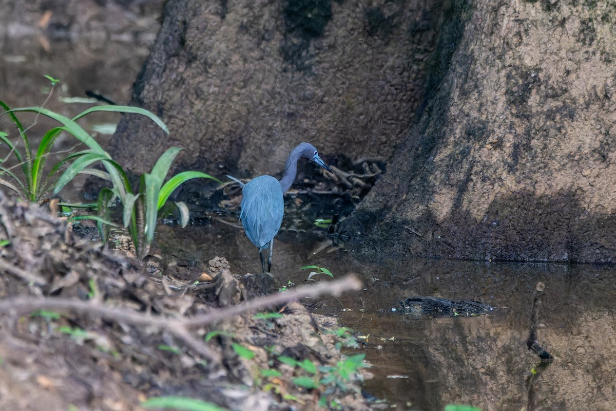 Little Blue Heron - ML618568227