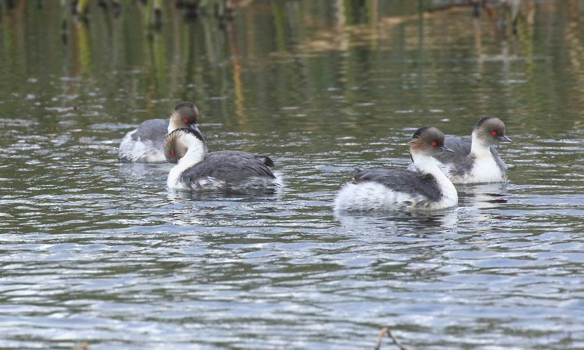 Silvery Grebe - Adrián Braidotti