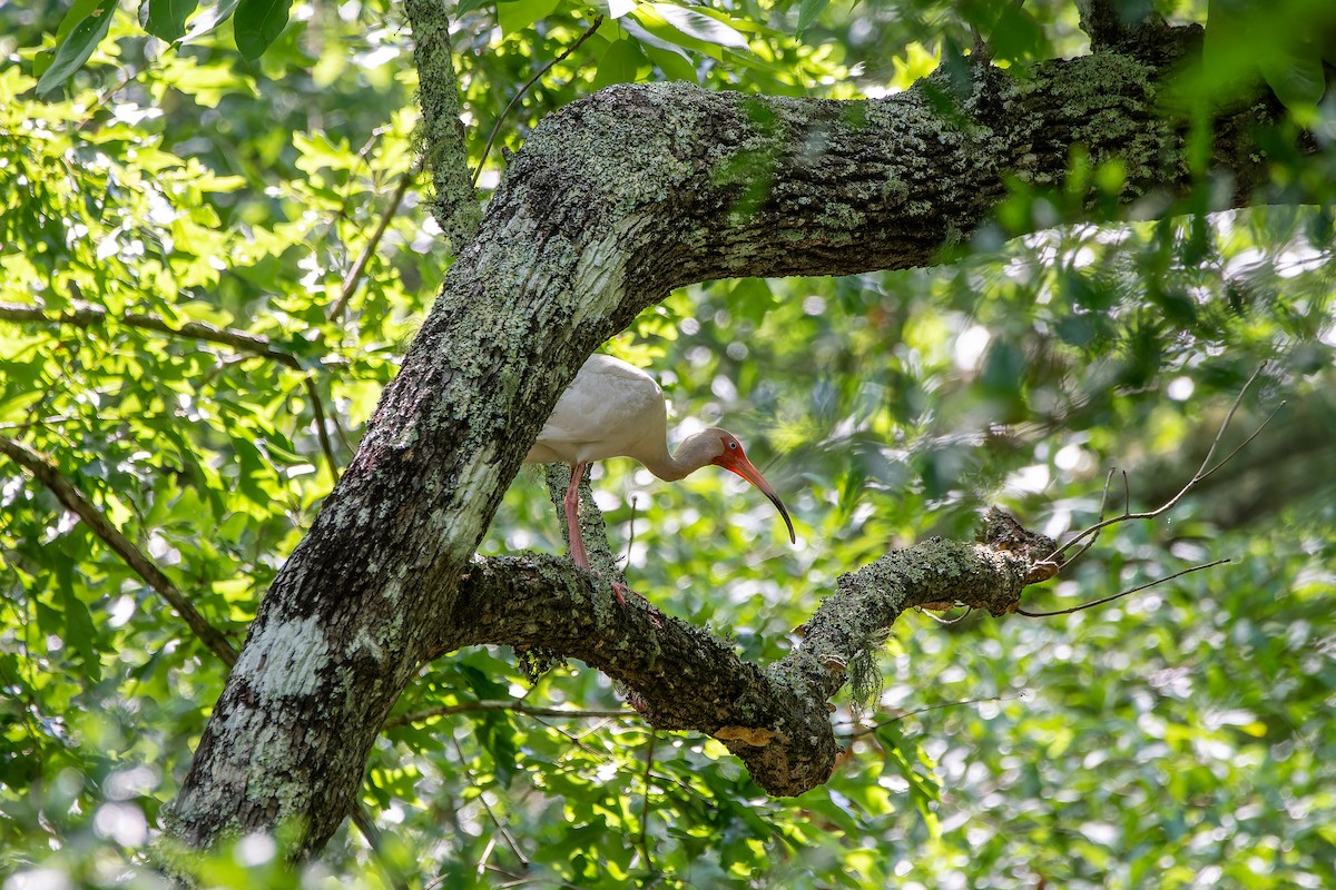 White Ibis - ML618568263