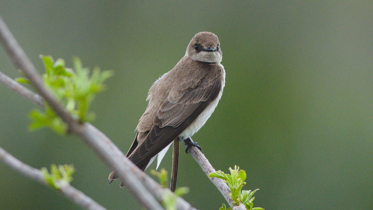 Northern Rough-winged Swallow - Galya Dokshina